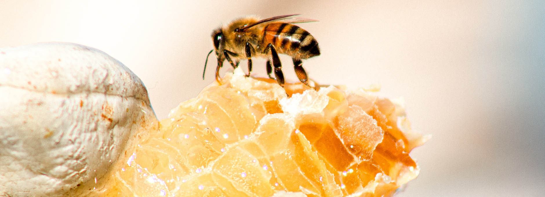 Bee on comb of honey